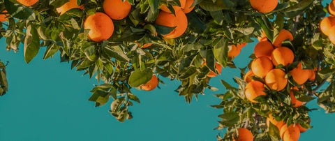 Agrumi di Sicilia - Native